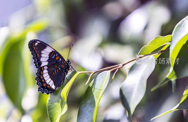 红斑紫蝶(Limenitis arthemis astyanax)